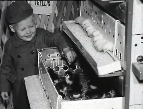 A young child is reaching into a box of lots of fluffy chicks.