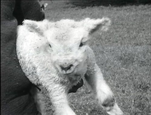 A lamb is being carried by a person
