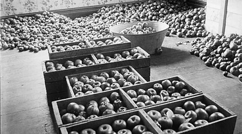 Black and white image of thousands of apples.