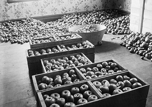 Black and white image of thousands of apples.